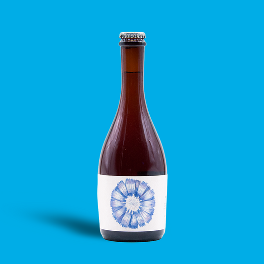 Chicory - Wunderkammer Biermanufaktur